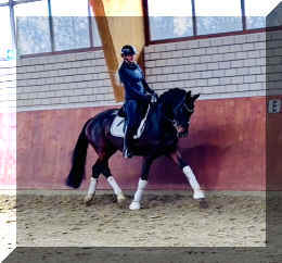 Vivat Rose HW trot2.jpeg (238620 bytes)