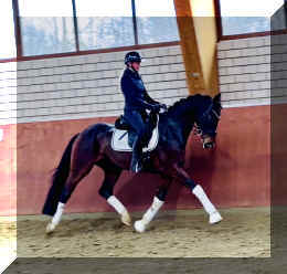 Vivat Rose HW trot3.jpeg (253768 bytes)