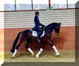 Vivat Rose HW trot4b.jpeg (296649 bytes)