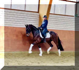 Vivat Rose HW trot6.jpeg (226178 bytes)