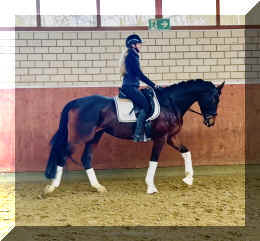 Vivat Rose HW walk.jpeg (393300 bytes)