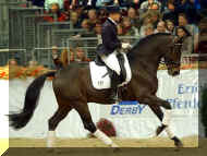 dark bay Oldenburg stallion for sport horse breeding program Diamond Hit