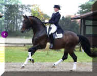 Floresco canter1.jpg (275398 bytes)
