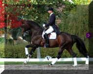 Floresco canter2.jpg (360595 bytes)