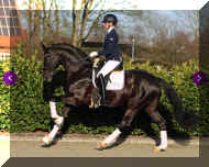 canter2.jpg (389812 bytes)