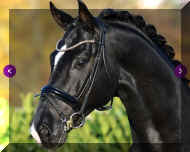 head1.jpg (262147 bytes)