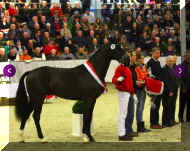 stand1.jpg (300422 bytes)